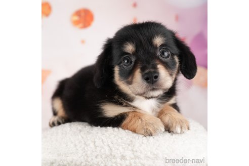 成約済の千葉県のチワックス:チワワ×ミニチュアダックスフンド-316655の1枚目