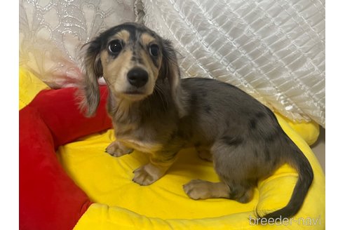 成約済の栃木県のミニチュアダックスフンド(ロングヘアード)-316660の5枚目