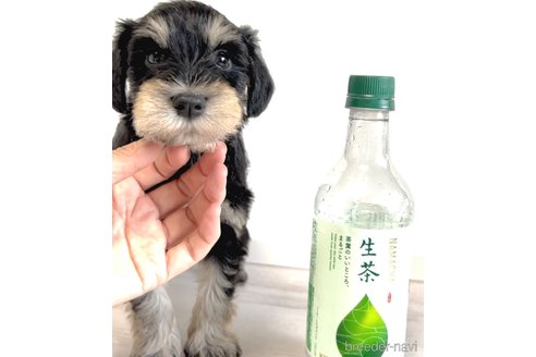 成約済の奈良県のミニチュアシュナウザー-315691の2枚目
