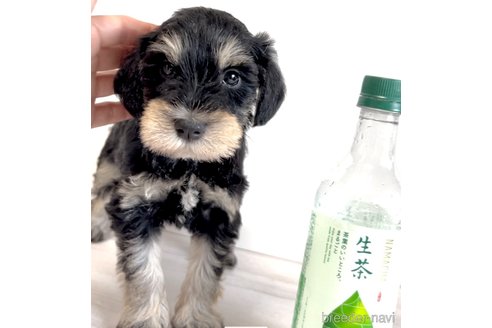 成約済の奈良県のミニチュアシュナウザー-315691の1枚目