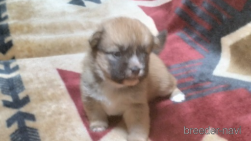 成約済の岩手県のミックス犬-316673の4枚目
