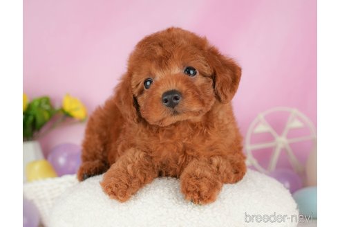 成約済の静岡県のトイプードル-316678