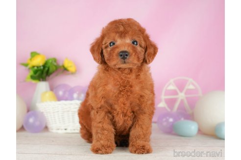 成約済の静岡県のトイプードル-316678の4枚目