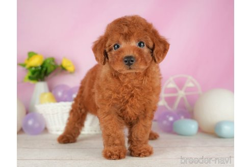 成約済の静岡県のトイプードル-316678の5枚目