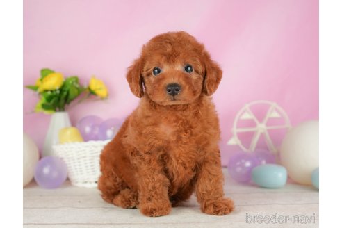 成約済の静岡県のトイプードル-316678の6枚目