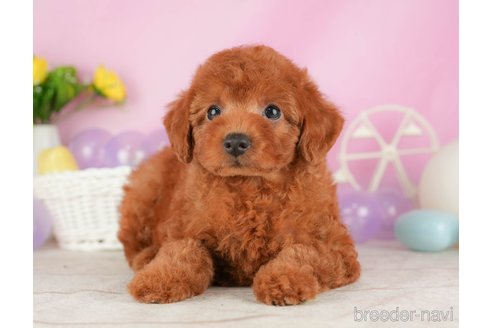 成約済の静岡県のトイプードル-316678の3枚目