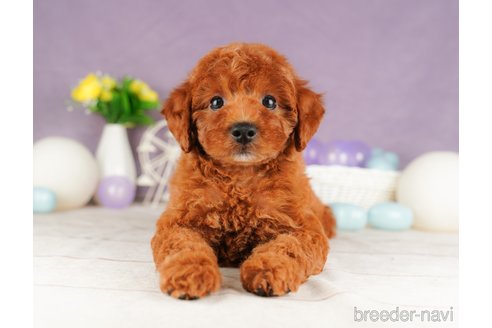 成約済の静岡県のトイプードル-316680