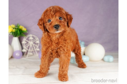 成約済の静岡県のトイプードル-316680の6枚目