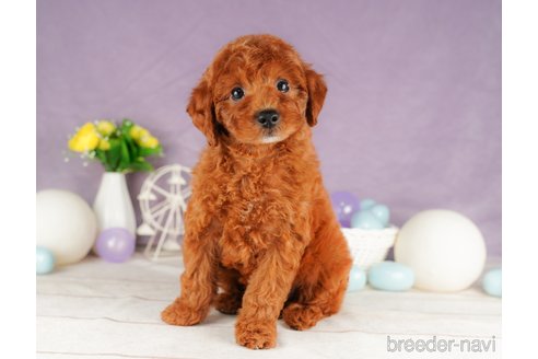 成約済の静岡県のトイプードル-316680の3枚目