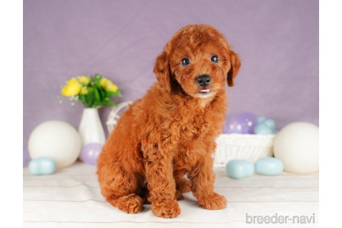 成約済の静岡県のトイプードル-316680の4枚目