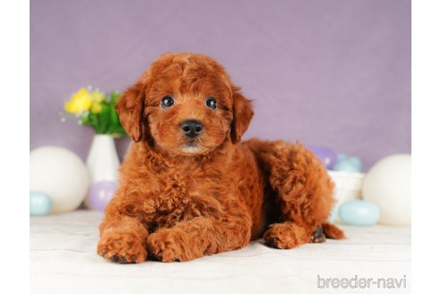 成約済の静岡県のトイプードル-316680の5枚目