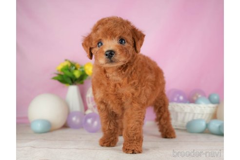 成約済の静岡県のトイプードル-316683の1枚目