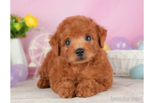 成約済の静岡県のトイプードル-316683の4枚目