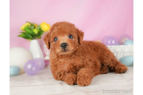 成約済の静岡県のトイプードル-316683の5枚目