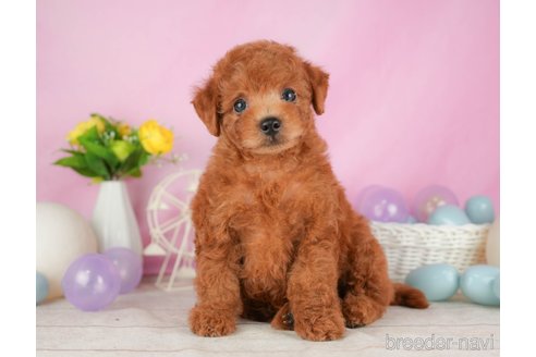 成約済の静岡県のトイプードル-316683の6枚目