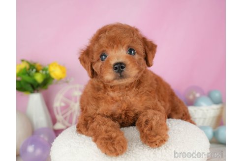 成約済の静岡県のトイプードル-316683の3枚目