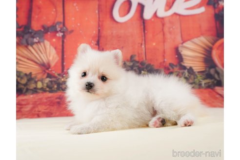 成約済の静岡県のポメラニアン-316686の5枚目