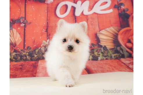 成約済の静岡県のポメラニアン-316686の2枚目