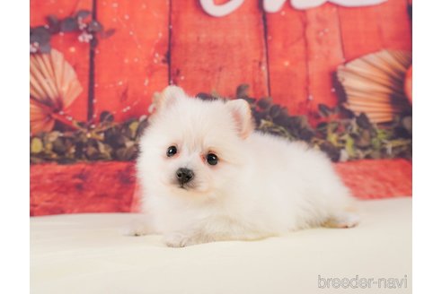 成約済の静岡県のポメラニアン-316686の1枚目