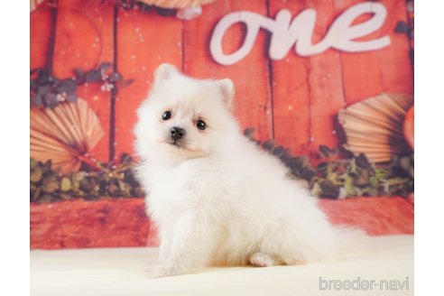 成約済の静岡県のポメラニアン-316686の3枚目