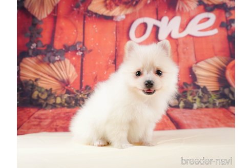 成約済の静岡県のポメラニアン-316686の4枚目