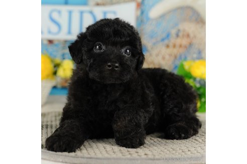 成約済の千葉県のトイプードル-316691の1枚目