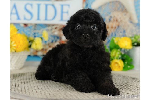 成約済の千葉県のトイプードル-316691の4枚目