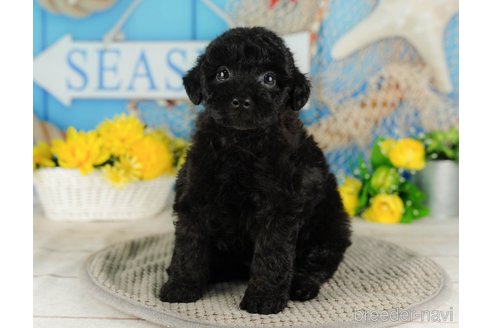 成約済の千葉県のトイプードル-316691の5枚目