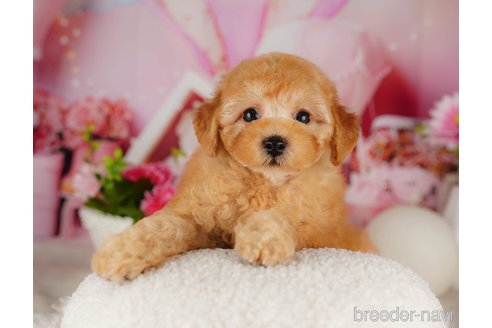 成約済の千葉県のトイプードル-316693の3枚目