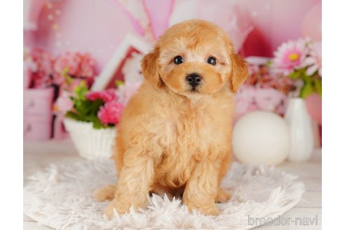 成約済の千葉県のトイプードル-316693の4枚目