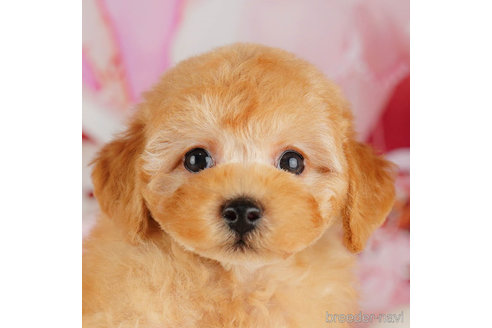 成約済の千葉県のトイプードル-316693の1枚目