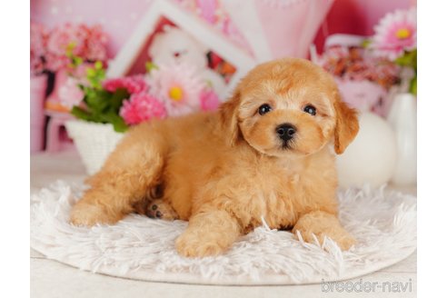 成約済の千葉県のトイプードル-316693の5枚目