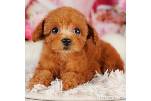 成約済の千葉県のトイプードル-316694の1枚目