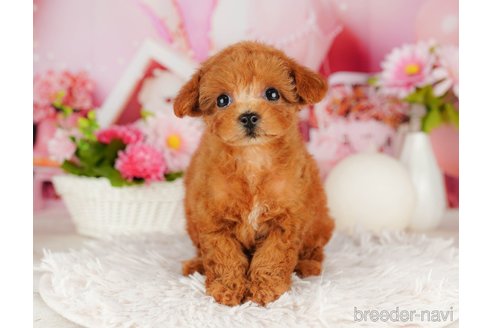 成約済の千葉県のトイプードル-316694の2枚目