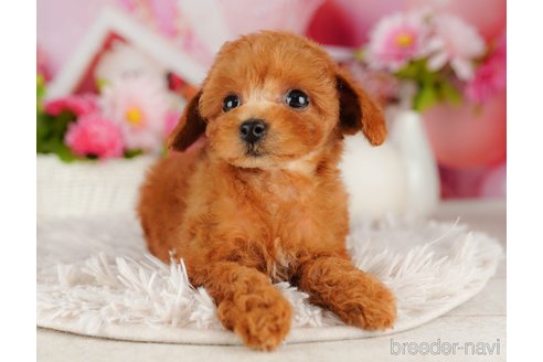 成約済の千葉県のトイプードル-316694の4枚目