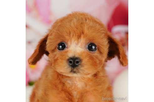 成約済の千葉県のトイプードル-316694の3枚目