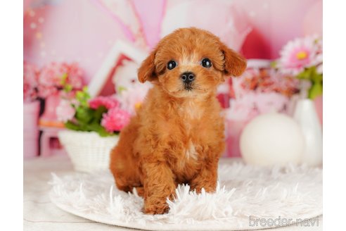 成約済の千葉県のトイプードル-316694の5枚目