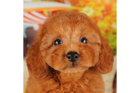 成約済の千葉県のトイプードル-316698