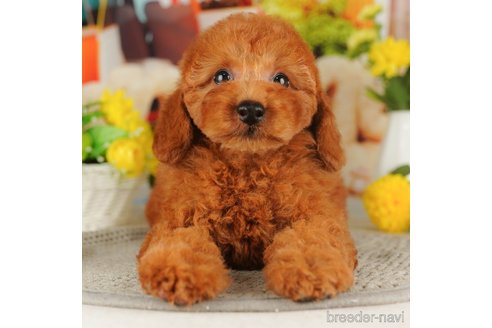 成約済の千葉県のトイプードル-316698の5枚目