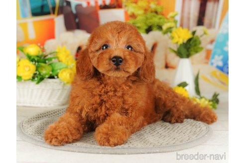 成約済の千葉県のトイプードル-316698の2枚目