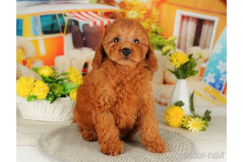 成約済の千葉県のトイプードル-316698の3枚目