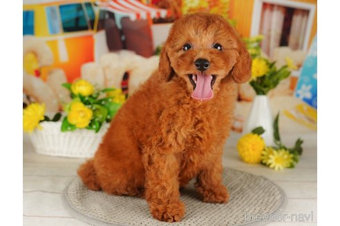 成約済の千葉県のトイプードル-316698の4枚目