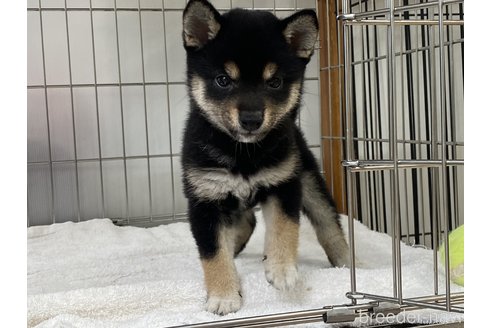 成約済の岡山県の豆柴-308836の4枚目
