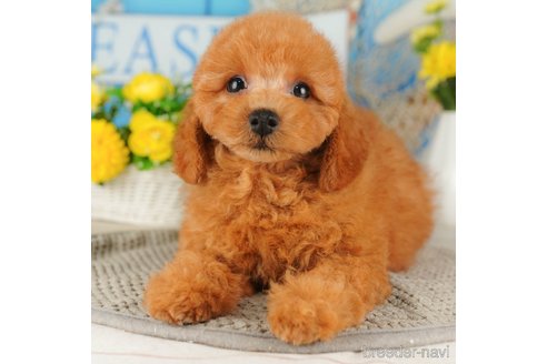 成約済の千葉県のトイプードル-316699の3枚目