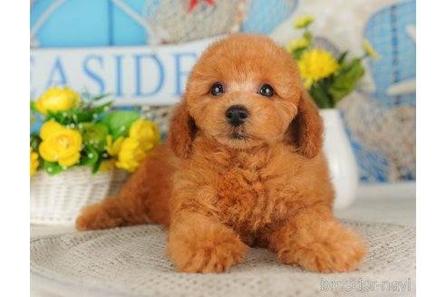 成約済の千葉県のトイプードル-316699