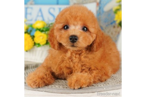 成約済の千葉県のトイプードル-316699の4枚目