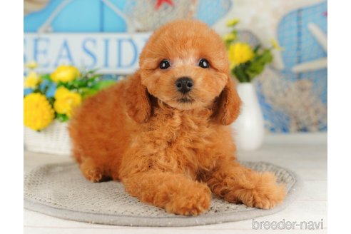 成約済の千葉県のトイプードル-316699の5枚目