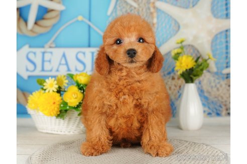 成約済の千葉県のトイプードル-316699の2枚目