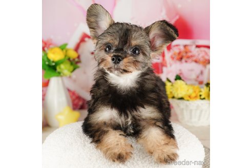 成約済の千葉県のチワプー:チワワ×トイプードル-316707の3枚目