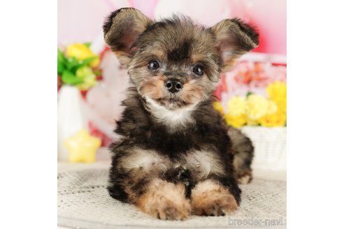 成約済の千葉県のチワプー:チワワ×トイプードル-316707の1枚目